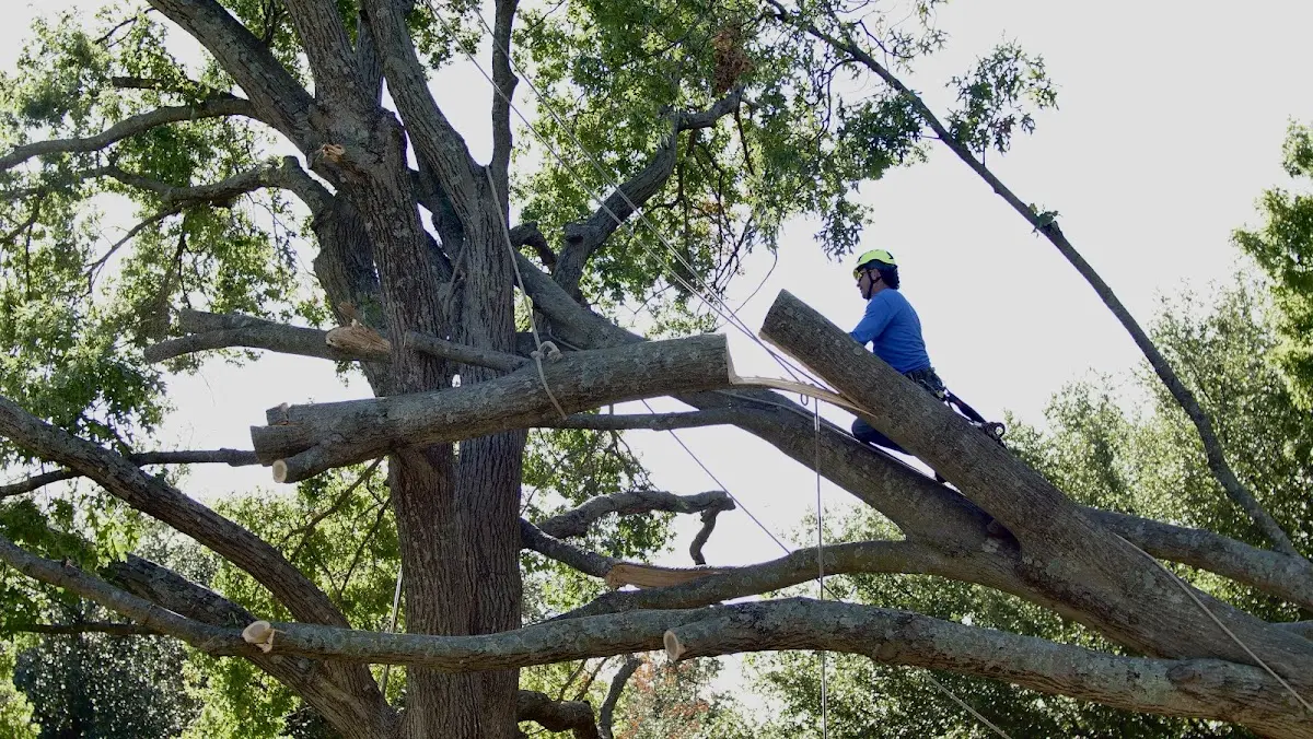 Professional Crown Thinning performed by certified arborists in Weldon