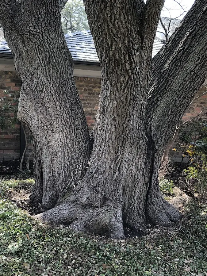 Mature heritage tree close to a Weldon property cared for by certified arborists